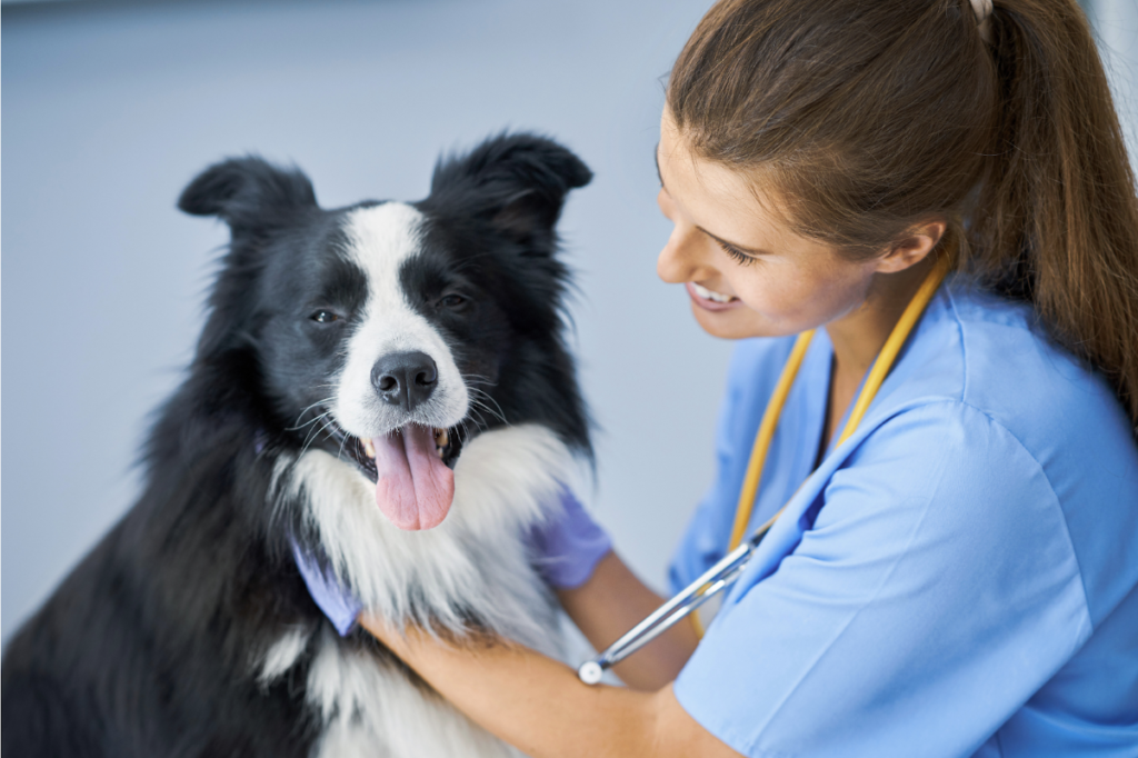 CBD for heart health in pets